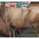 명선목장 이미지