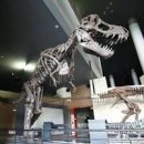 전남 여행지 공룡박물관 신비로움 이미지