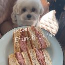 태흥유리 | 익산 애견동반 브런치 카페 브런치북 | 잠봉뵈르 샌드위치 분위기 내돈내산 솔직 후기