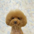 트리밍스튜디오제제 이미지