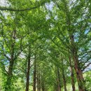 큰맘할매순대국 영월남면점 이미지