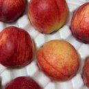 신비농장 | [고씨네농장 복숭아] 신비롭고 신선한 여름 천도복숭아 구매후기