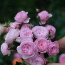 프로스 이미지
