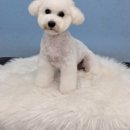 LIKE FRISE 이미지