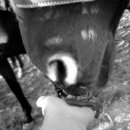 두일목장 이미지