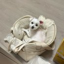 삼막애견공원 내 화장실 | 삼막애견공원🐶🐾 방문 후기 / 주차장, 등록, 운영시간