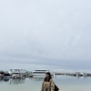 트리플투어(주) | 호주 시드니 여행 | 마이리얼트립 포트스테판 + 블루마운틴 일일투어 내돈내산 후기