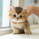 광주강아지분양 고양이분양 미유펫 본점 | 고창고양이분양 미유펫을 믿고 시작한 반려생활