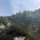 스테이아모