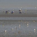 서천 바닷가 갯벌 이미지