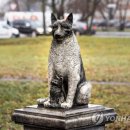 고Dog 연합뉴스