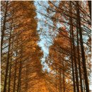 장태산휴양림 | 대전 단풍 명소 장태산자연휴양림 절정 후기