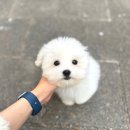 글로리 폭스 꼬똥 이미지