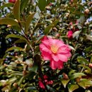 GS25 봉천아이원점 | 20251220 선소마을 선소대교 동동공원 원점회귀