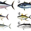 미식가 참치 이미지