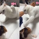 냥냥펀치 - 고양시 일산동구 | 냥냥펀치