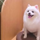 수색동물병원 이미지