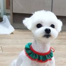 상콤 발랄 헬로퍼피 이미지