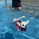 더스테이 골드독 이미지