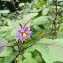 꽃가지화원 이미지