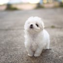 펫블리강아지&미라클고양이 이미지