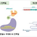 진 프라임