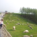 양양목장 이미지