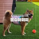 58 | 해운대애견카페 강아지유치원 몽슈아퍼피 애견운동장후기