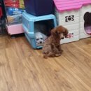 순돌뭐하니 이미지