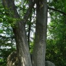 대전 계족산(424m)-응봉산(359m)-성재산(399m)-매봉산(319m)원점회귀 산행 이미지