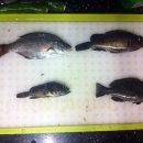 송정유료낚시터 이미지