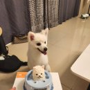 꼬미네까까 | 수원 영통 강아지 케이크 추천 꼬미네까까