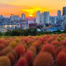 평원애견 | (울산) 울산 슬도 팜파스 댑싸리 군락지 팜파스 군락지 대왕암공원 초화단지 주차장 및 찾아가는 방법...