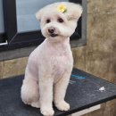 까끌레멍 이미지