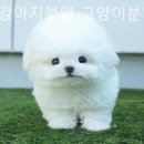 광주강아지분양 고양이분양 미유펫 본점 이미지