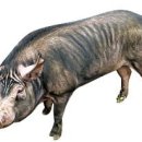 송학축산 이미지