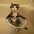 목욕하는고양이 이미지