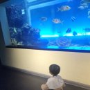 내가 더 | 아이 데리고 갔는데 내가 더 신났던 대구아쿠아리움 후기