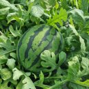 대산청과 이미지