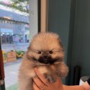 이정훈 강아지 이미지