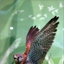 [부산여행] 철새와 야생동물의 낙원을 키워가는 낙동강하구에코센터 이미지