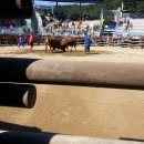 부곡투우장 이미지