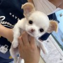 헤이독(HEY-DOG) 이미지