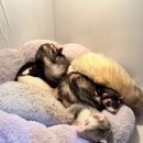 냥냥댕댕 이미지