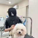 에브리독애견미용학원