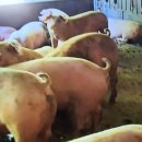 북상가축인공수정소 | 《돼지열병 방역비상》 조국난리에 돼지비상 걸렸다