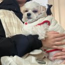 도그와트 이미지