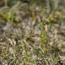 끈끈이귀개 Drosera peltata var. nipponica (Masam.) Ohwi ex E. Walker 이미지