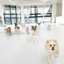 개린이집 | 부끄네 개린이집 애견유치원 충청남도 애견유치원 다녀왔는데 와.. 정말 좋더라