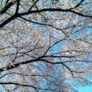 구덕운동장 육교 인근 | “여긴 왜 안 알려줬지?” 부산 벚꽃 명소, 삼익비치보다 덜 붐비는 10곳